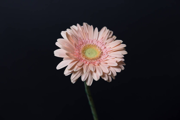 Pink gerbera flower on black background. Nature concept. Minimal style composition for posters, blogs, seasonal cards and web design. - Photo, image