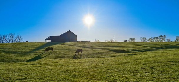 Корови пасуться в пасовищі з ранковим сонцем
. - Фото, зображення