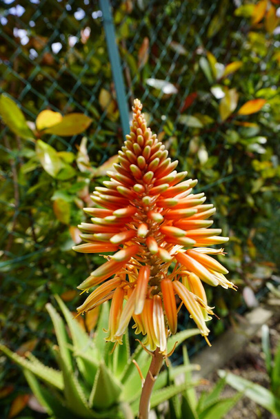 Kniphofia Moench red hot pokers flower in green garden. High quality photo - Photo, Image