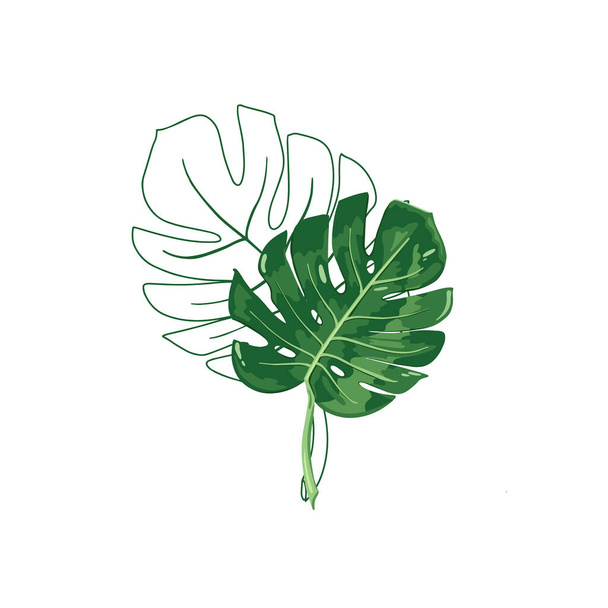 Big Green Monstera Leave and Bird of Paradise Flower Strelitzia - Вектор,изображение