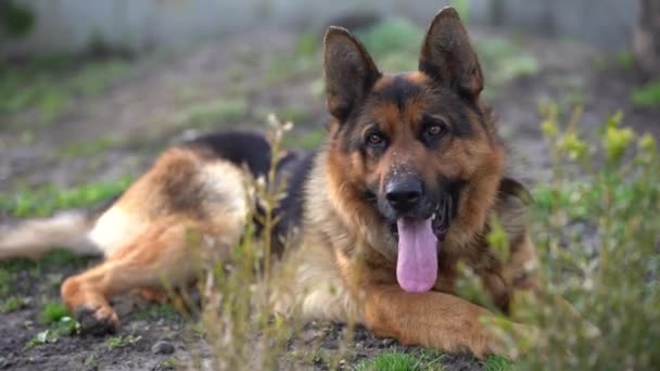 close-up of a German shepherd with intelligent eyes and protruding tongue - Metraje, vídeo