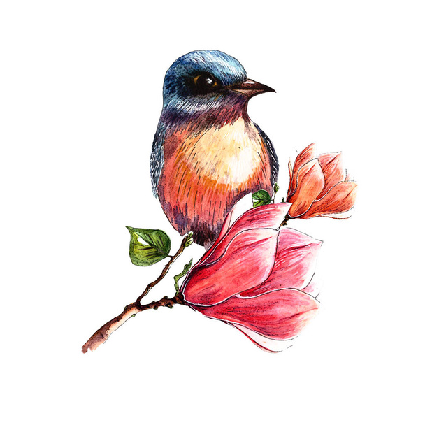 Pássaro brilhante no ramo de magnólia florescente, ilustração aquarela desenhada à mão, flores de magnólia, isolado no fundo branco - Foto, Imagem