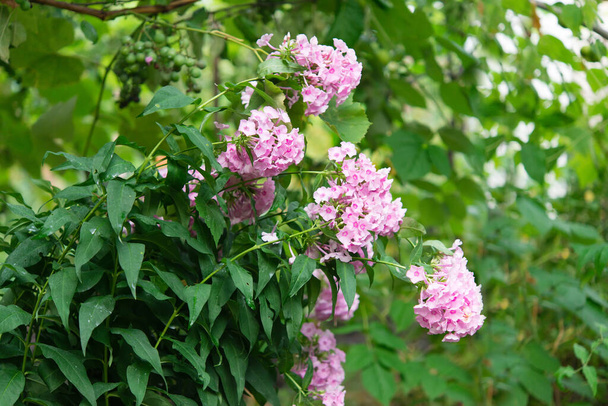 Gartenphlox (Phlox paniculata), kräftige Sommerblumen. Blühende Phloxzweige im Garten an einem sonnigen Tag. Weiche, unscharfe selektive Fokussierung. - Foto, Bild