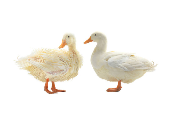 dry and wet duck isolated on white background - Photo, Image