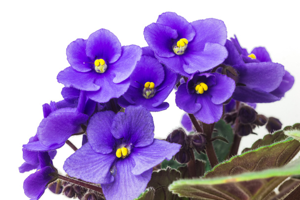 African violet or violet saintpaulias flowers close up. Blossoming violets on white background. Macro photo of homegrown violet flowers - Photo, Image