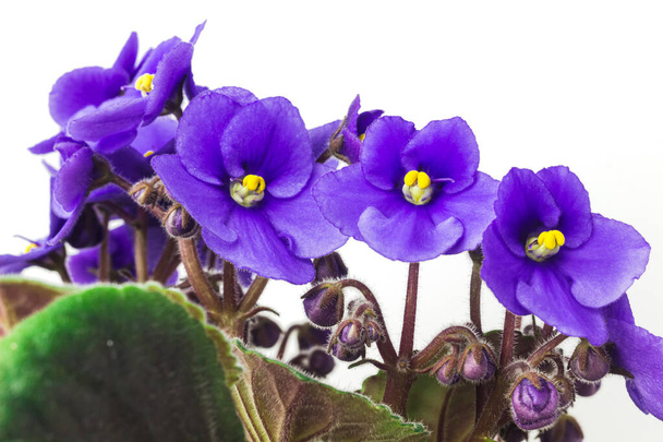 African violet or violet saintpaulias flowers close up. Blossoming violets on white background. Macro photo of homegrown violet flowers - Foto, imagen