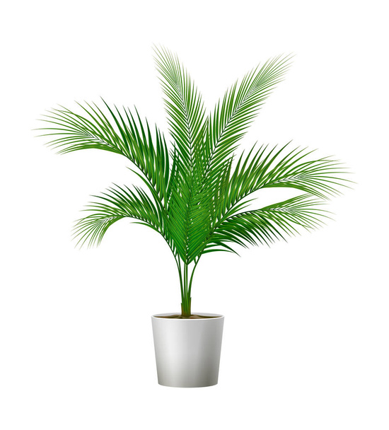 Tropical Pot Palm Composition - Vetor, Imagem