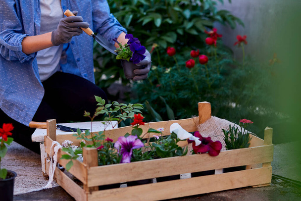 Woman gardener holds wooden box with flowers pots. Home gardening, spring garden. Small business - flower shop, flowerpot, freelancer, gardening. Cottage core botany aesthetic - Foto, afbeelding