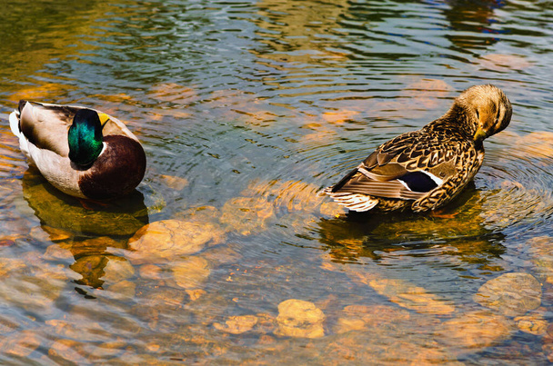 Close-up view of bird couple. Duck and drake are resting on a stone in the lake. Sunny spring day. Concept of wild animals in big city.  - Foto, Imagen