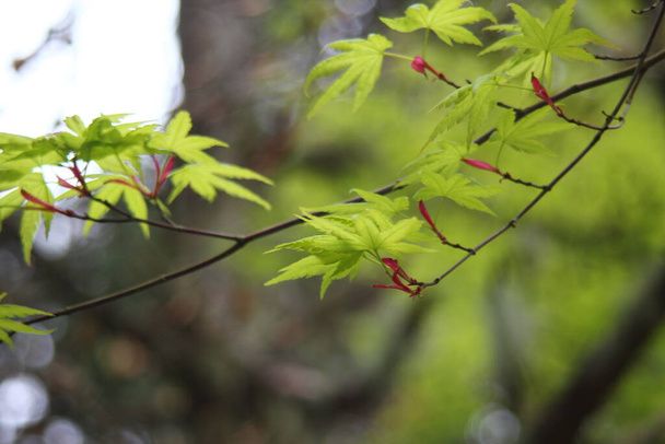 Листья зелёного японского кленового дерева, природа - Фото, изображение