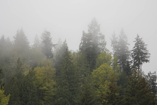 Many pines in a pine forest with fog after rain. - Valokuva, kuva