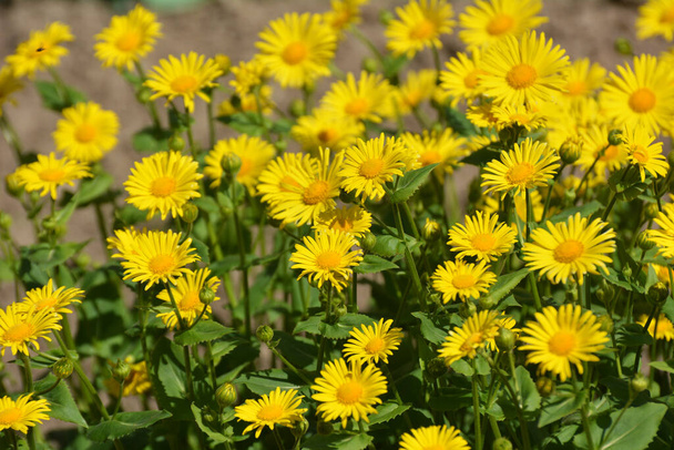 Doronicum orientale blooms on a flower bed in the garden - Photo, Image