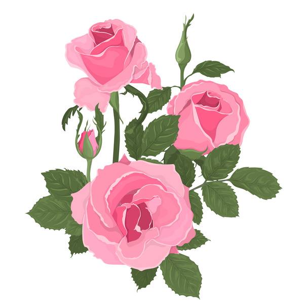 Pink roses bouquet with leaves - ベクター画像