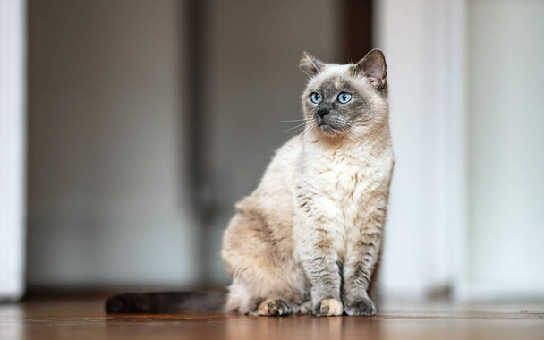 Older gray cat with piercing blue eyes, sitting on wooden floor, shallow depth of field photo - Фото, изображение