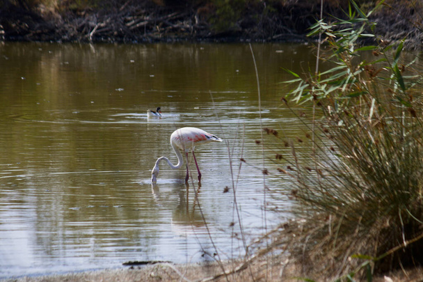 A flamingo that is fishing in a natural lake of the Albufera in Valencia (Spain) - 写真・画像