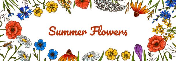 Wildflowers botany design. Colorful hand drawn vector illustration. Summer background - Vector, imagen