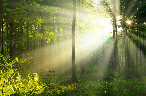 Aurinkoinen aamu metsässä
 - Valokuva, kuva