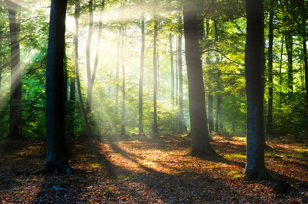 słoneczny poranek w lesie - Zdjęcie, obraz