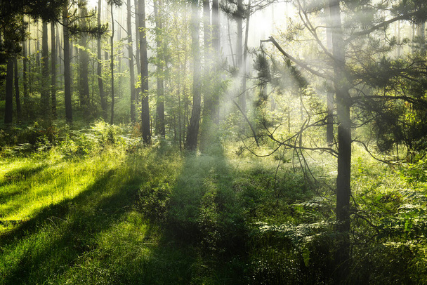 ηλιόλουστο πρωί στο δάσος - Φωτογραφία, εικόνα