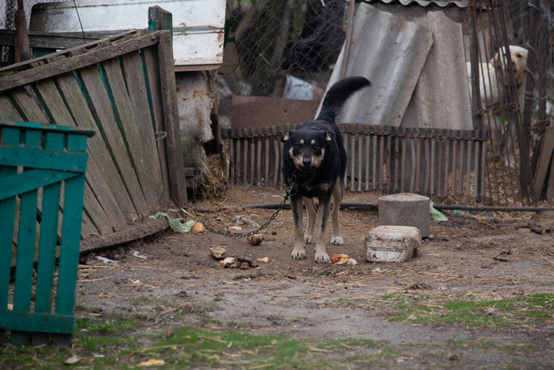 Velký černý pes na řetězu u stánku - Fotografie, Obrázek