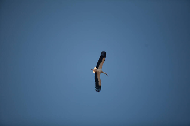 Аист парит в голубом небе - Фото, изображение