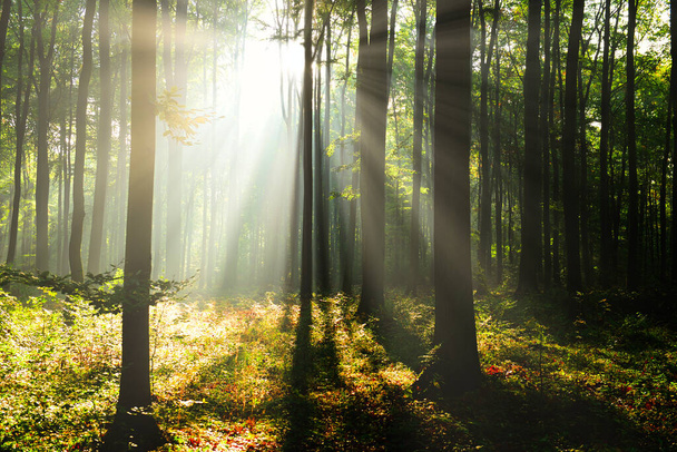 Прекрасний сонячний ранок в зеленому лісі
 - Фото, зображення