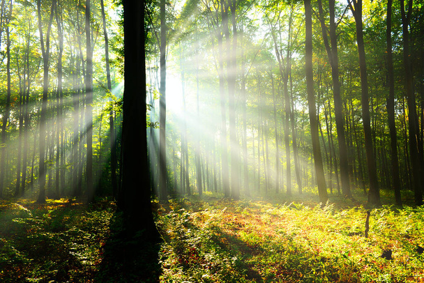Hermosa mañana soleada en el bosque verde
 - Foto, imagen