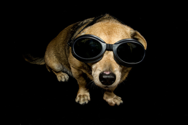 Чужая собака
 - Фото, изображение