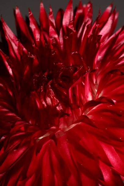 Flor roja flor primer plano fondo botánico Helichrysum bracteatum familia Compositae alta calidad tamaño grande imprimir decoración casera - Foto, imagen