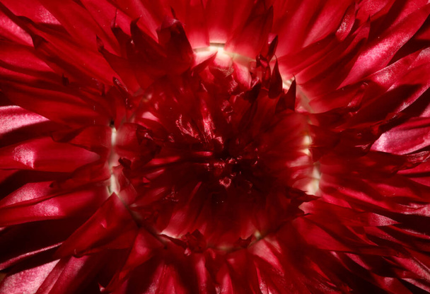 Flor roja flor primer plano fondo botánico Helichrysum bracteatum familia Compositae alta calidad tamaño grande imprimir decoración casera - Foto, imagen