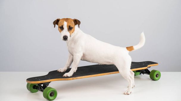 Dog jack russell terrier posing on a longboard in front of a white background.  - Foto, Imagem