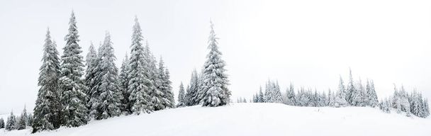 Carpathian mountains, Ukraine. Trees covered with hoarfrost and snow in winter mountains - Christmas snowy background - 写真・画像