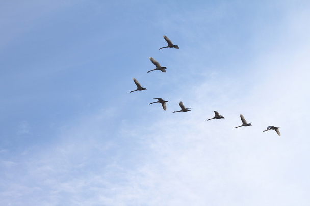 Cygnes siffleurs volant dans un ciel bleu clair en hiver
. - Photo, image