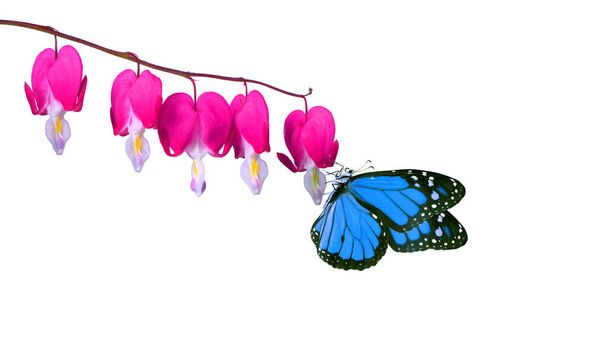 яскраво-синій монарх метелик на рожевих квітах ізольовано на білому. тропічний метелик на орхідейних квітах
 - Фото, зображення