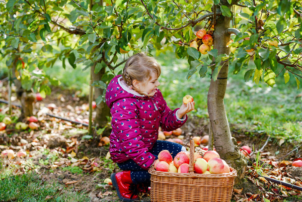 Little preschool girl in colorful clothes with basket of red apples in organic orchard. Happy toddler child picking healthy fruits from trees and having fun. Little helper and farmer. Harvest time. - Foto, Imagem