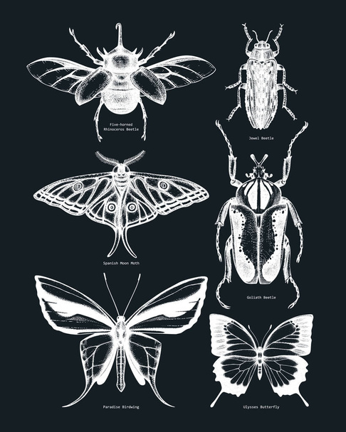 Vector collection of high detailed insects sketches. Hand-sketched beetles and butterflies illustrations on chalkboard. Entomological hand-drawings. Vintage insects in sketched style print - Вектор,изображение