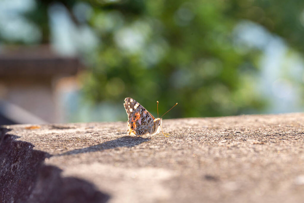 Vanessa Cardui lepidoptera Nymphalidae matalalla seinällä auringonlaskun aikaan. Laadukas kuva - Valokuva, kuva
