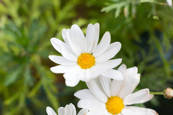 Beautiful daisies that bloom in spring when the sun warms the day. - Valokuva, kuva