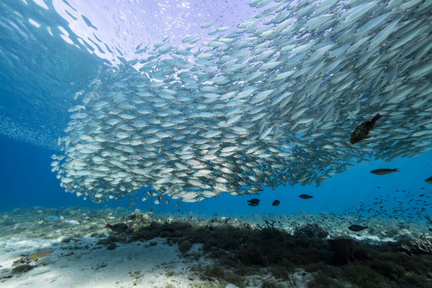 Zeegezicht met Bait Ball, School of Fish, Makreel vis in het koraalrif van de Caribische Zee, Curacao - Foto, afbeelding