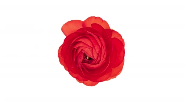 4K Time Lapse red ranunculus flower - Materiaali, video
