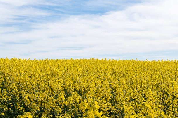 A big, beautiful field of yellow rape flowers and blue sky on a hot sunny summer day - Foto, Imagen