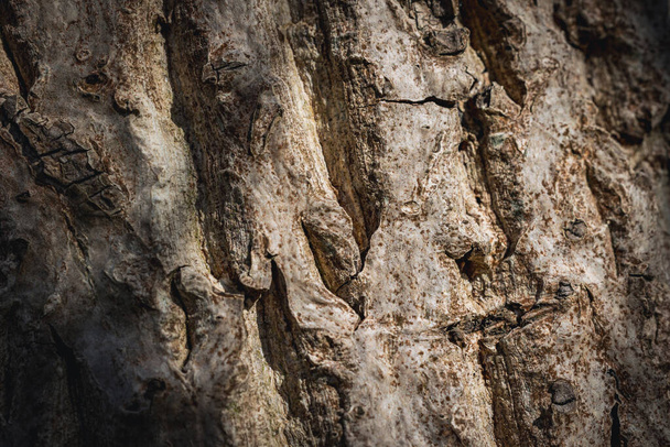 Juglans regia tree commonly called Common walnut - Zdjęcie, obraz