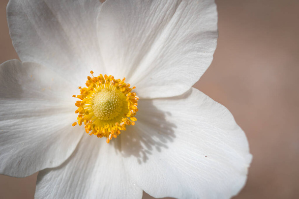 Hóvirág Anemone (Anemone sylvestris) a tavaszi szezon közelkép - Fotó, kép