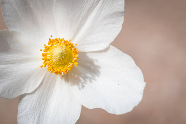 Snowdrop Anemone (Anemone sylvestris) in spring season close-up - Photo, Image