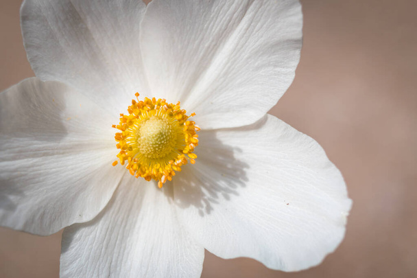 Hóvirág Anemone (Anemone sylvestris) a tavaszi szezon közelkép - Fotó, kép