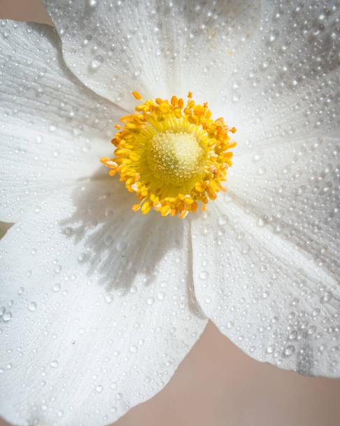 Hócsepp Anemone (Anemone sylvestris) a tavaszi szezonban közelkép esőcseppekkel - Fotó, kép