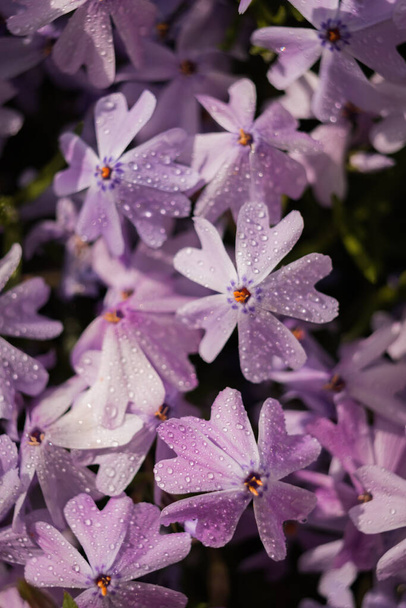 明るい日差しの下で紫色の芝桜の花壇に水が落ちる - 写真・画像