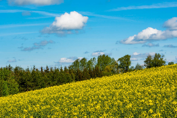 Oilseed rape field. Typical spring landscape with yellow rape flowers and amazing blue sky with clouds. Spring views at colorful landscape - Photo, Image