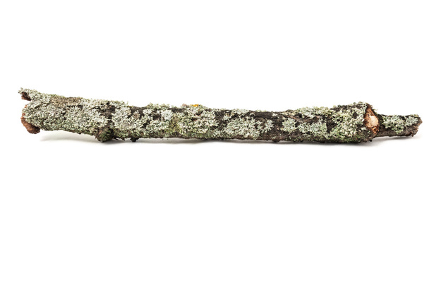 Palillo de árbol con musgo
 - Foto, imagen