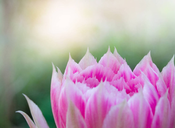 рожева квітка крупним планом на фоні природи
 - Фото, зображення